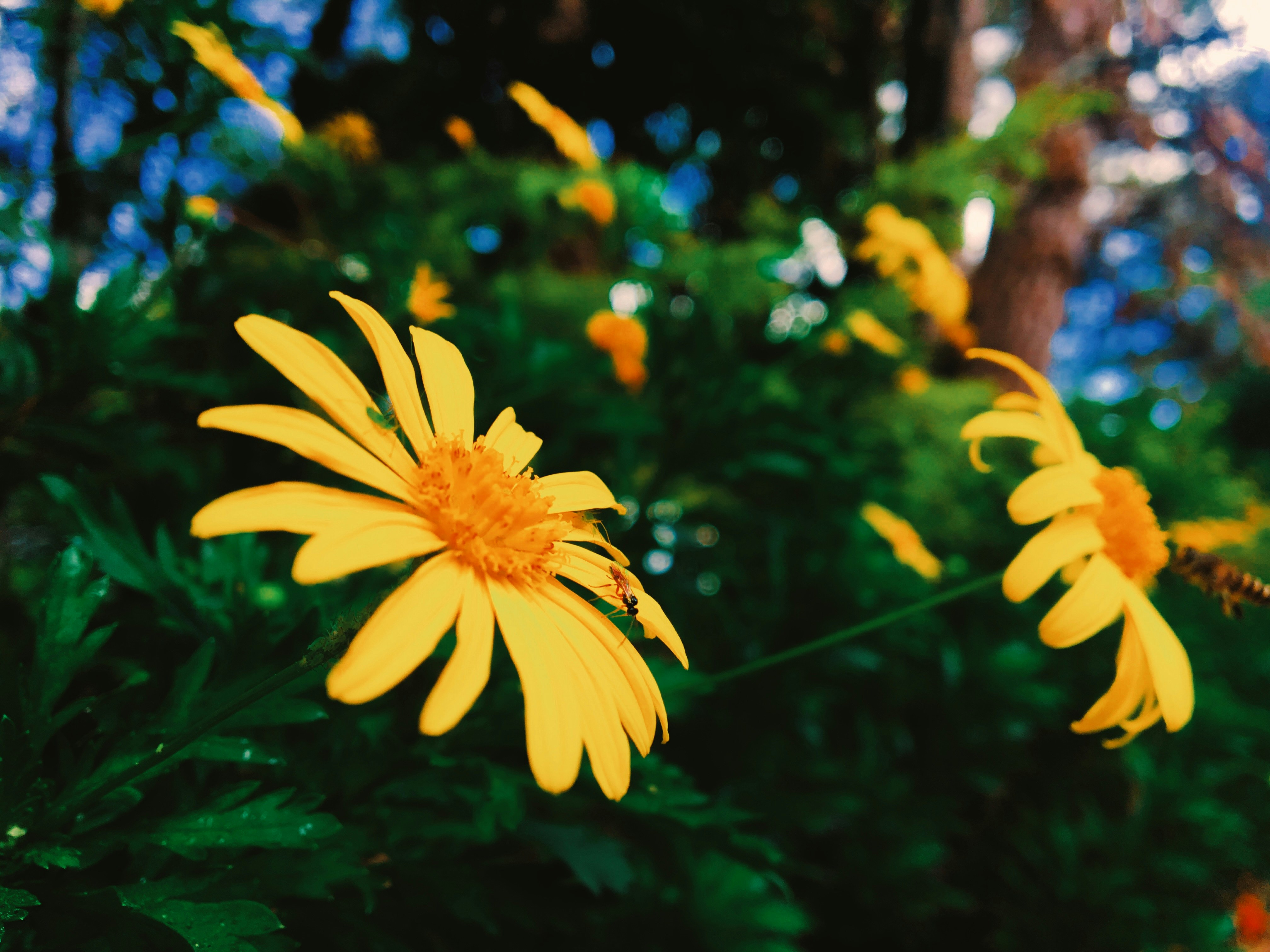 Photo by siamialtrice_