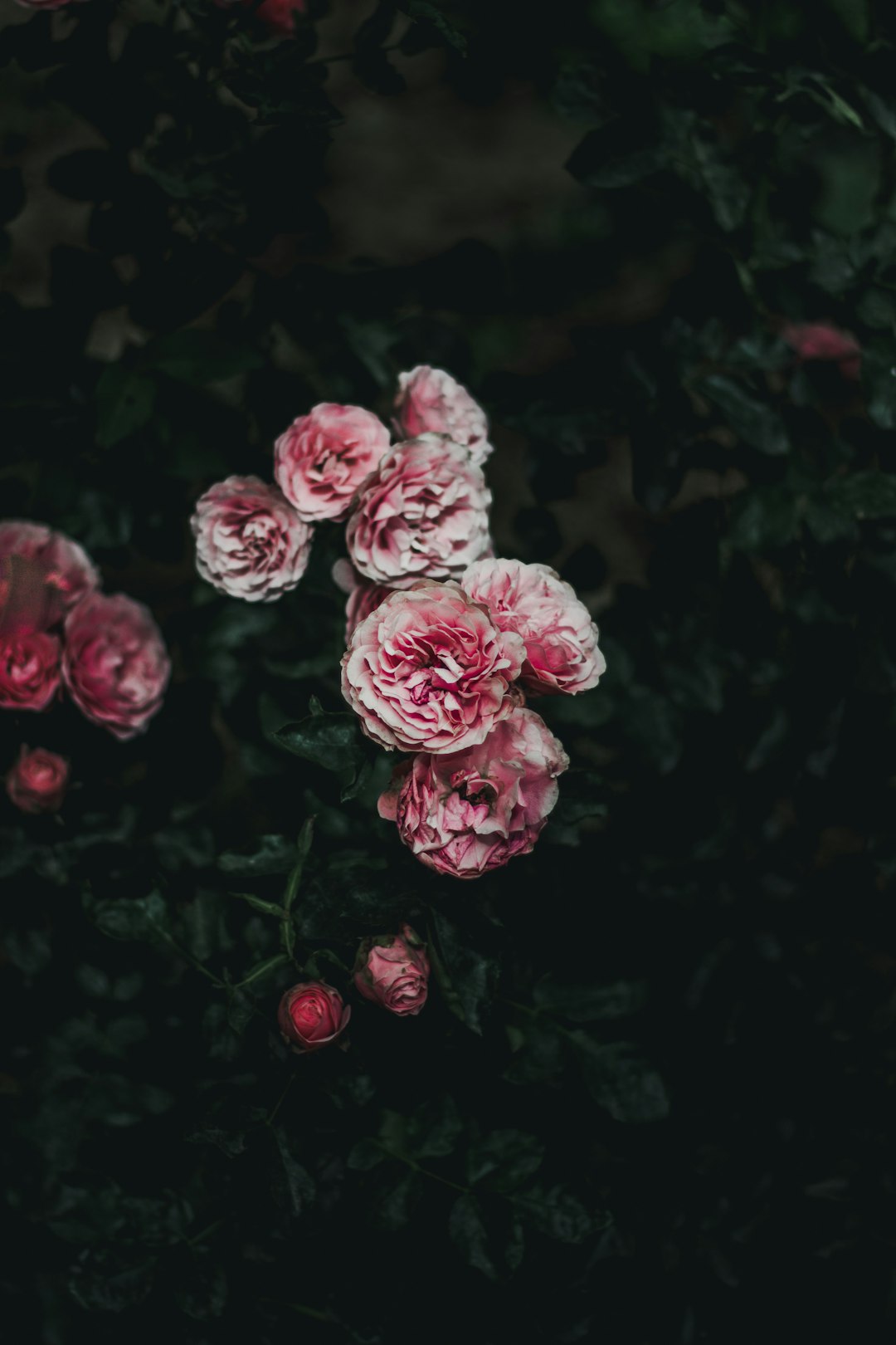 pink cluster flowers