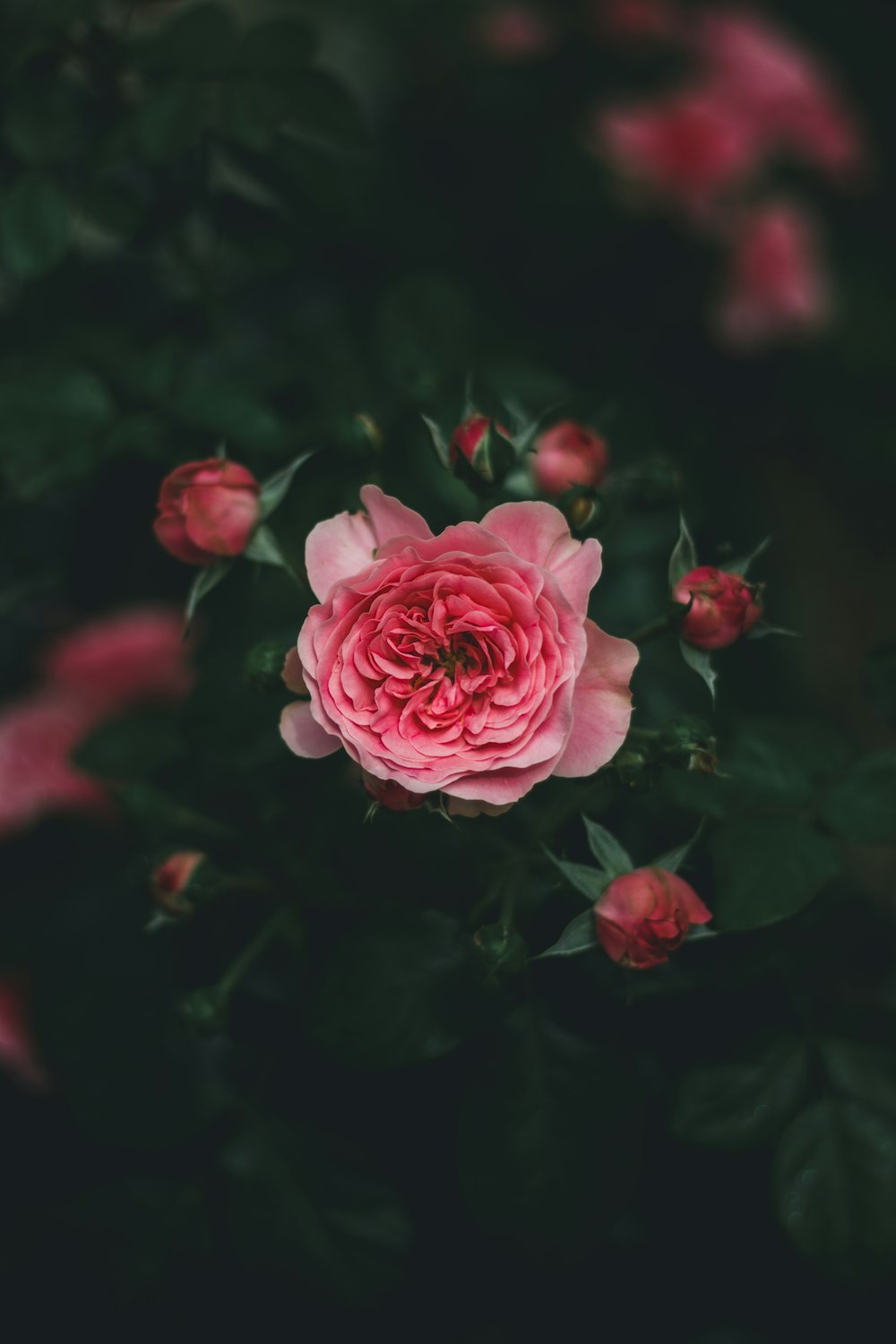 pink petaled flower