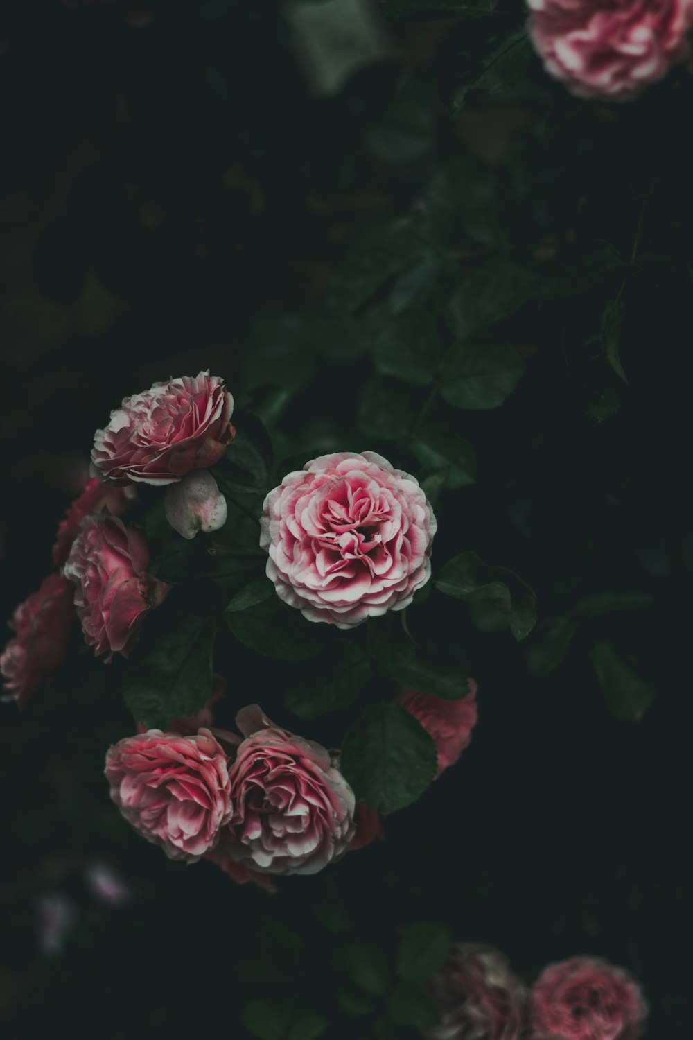 photo of purple and white flowers