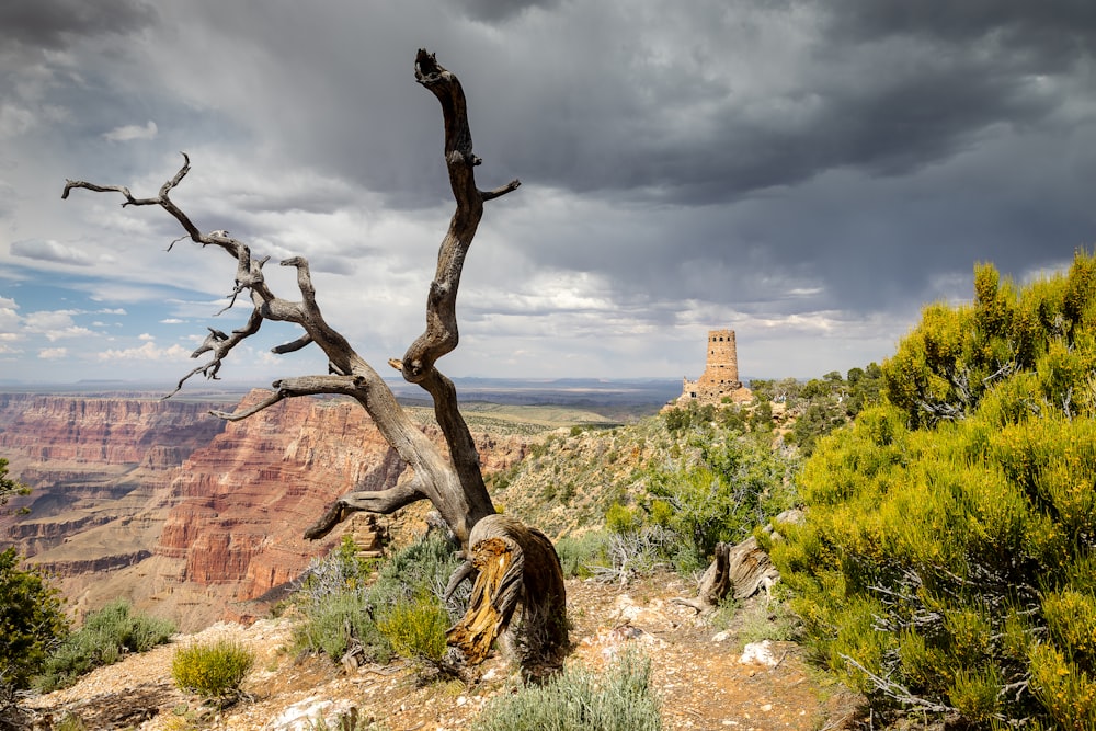 withered tree under gray sky