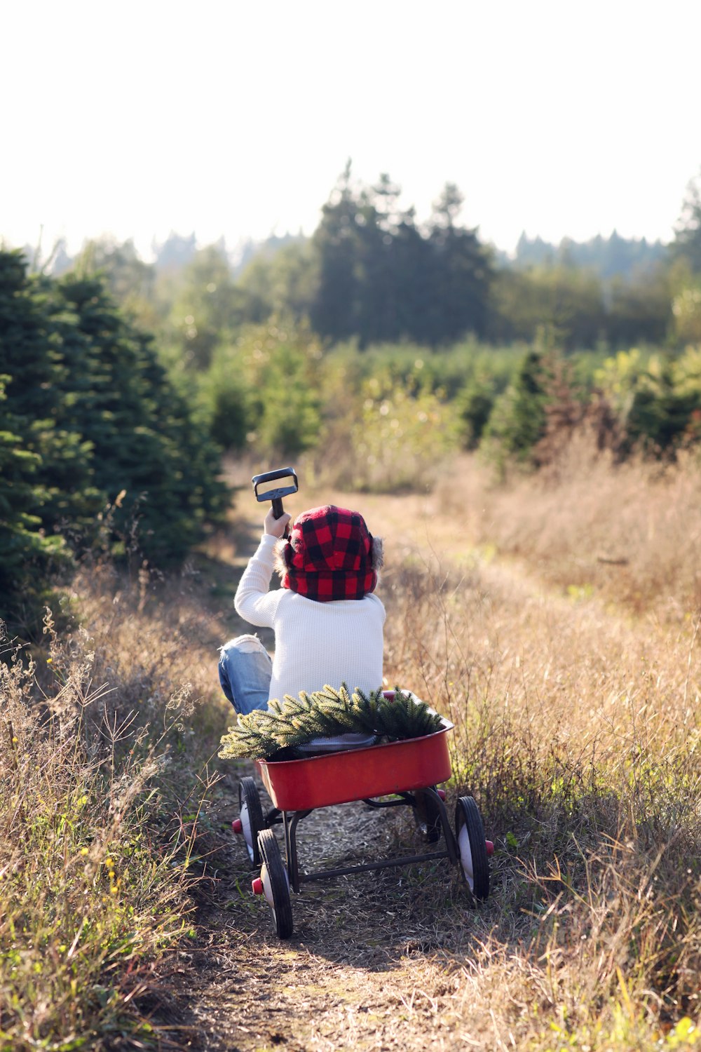 person riding wagon by tree during daytime