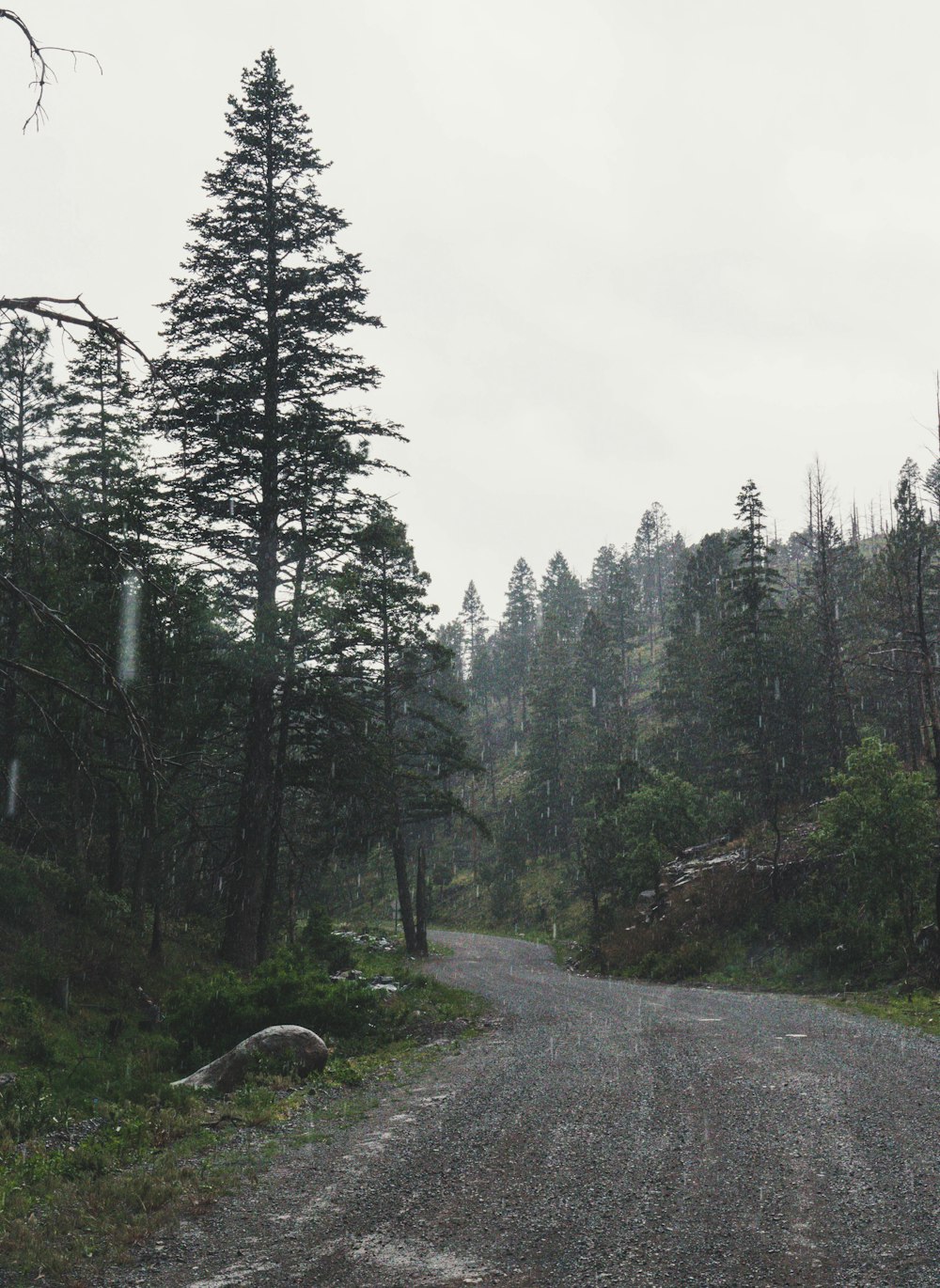 chemin de terre entre les arbres sous un ciel nuageux