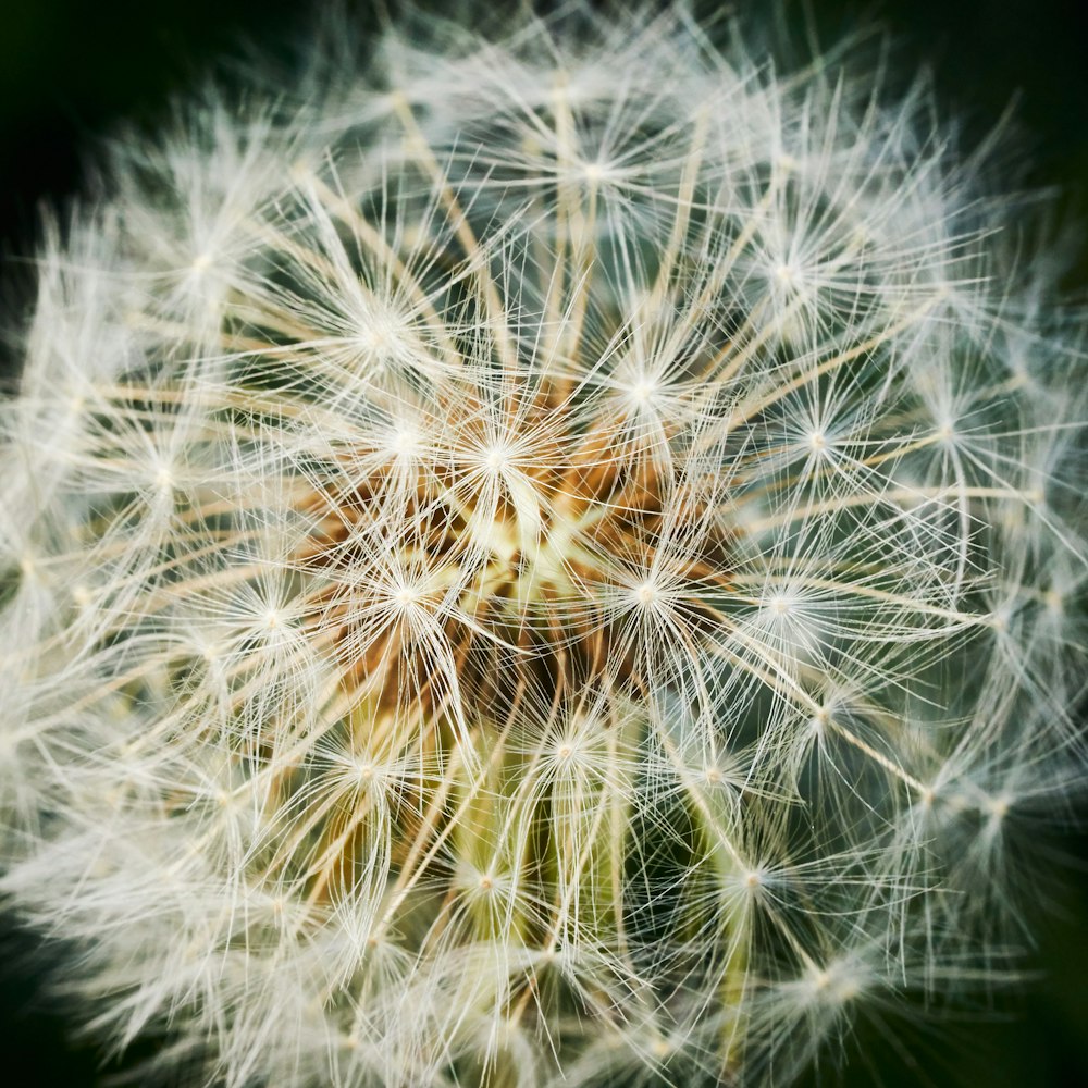 white dandelion flower close-up photography