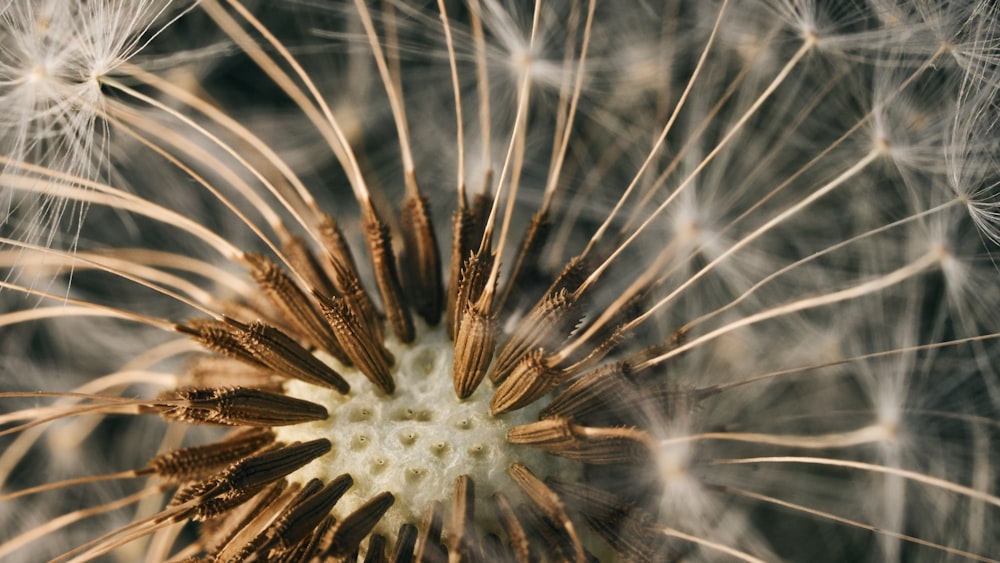 a close up of a dandelion with lots of seeds