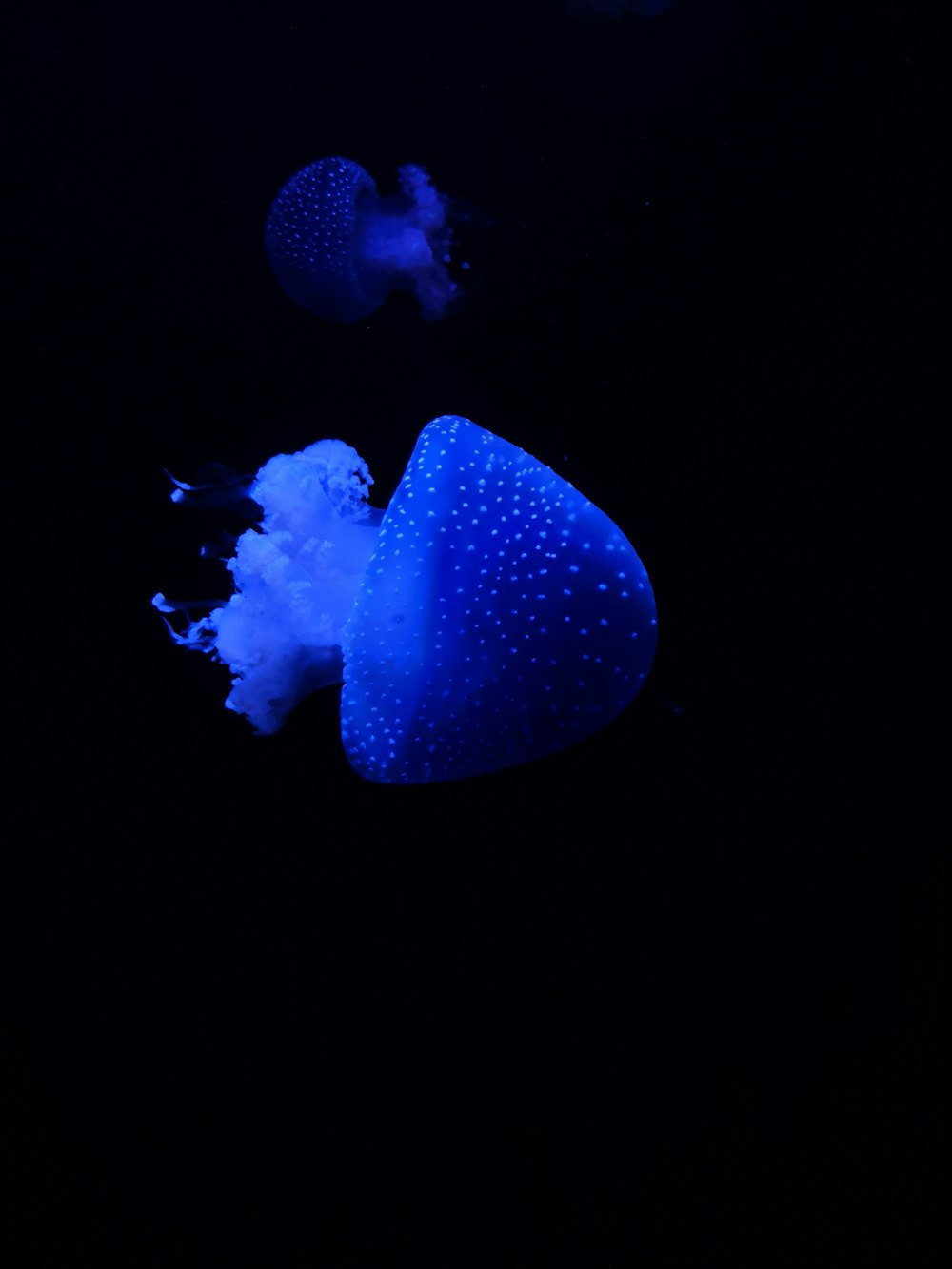 two blue jellyfishes