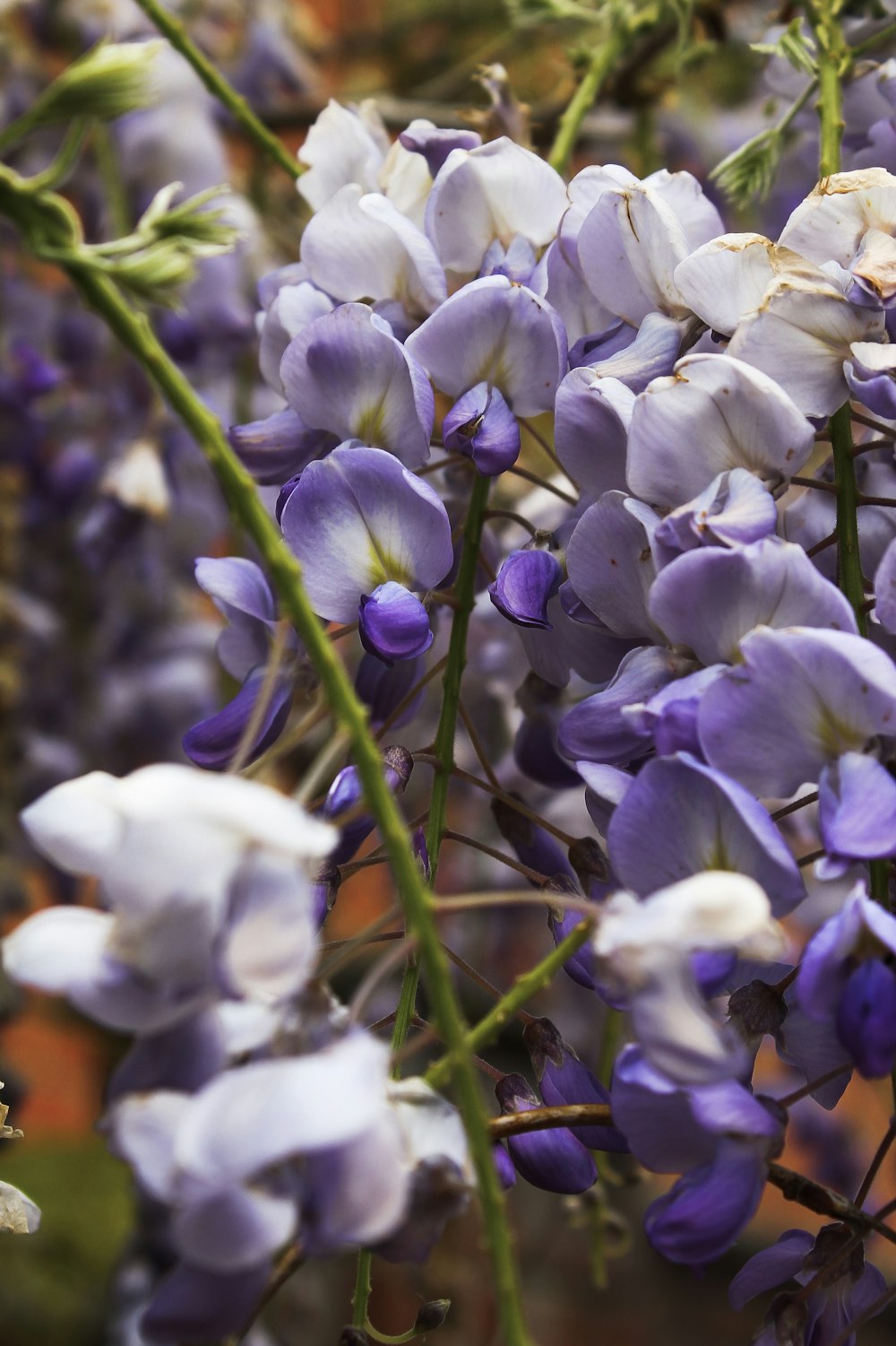 Fotografía de enfoque superficial de flores azules y blancas