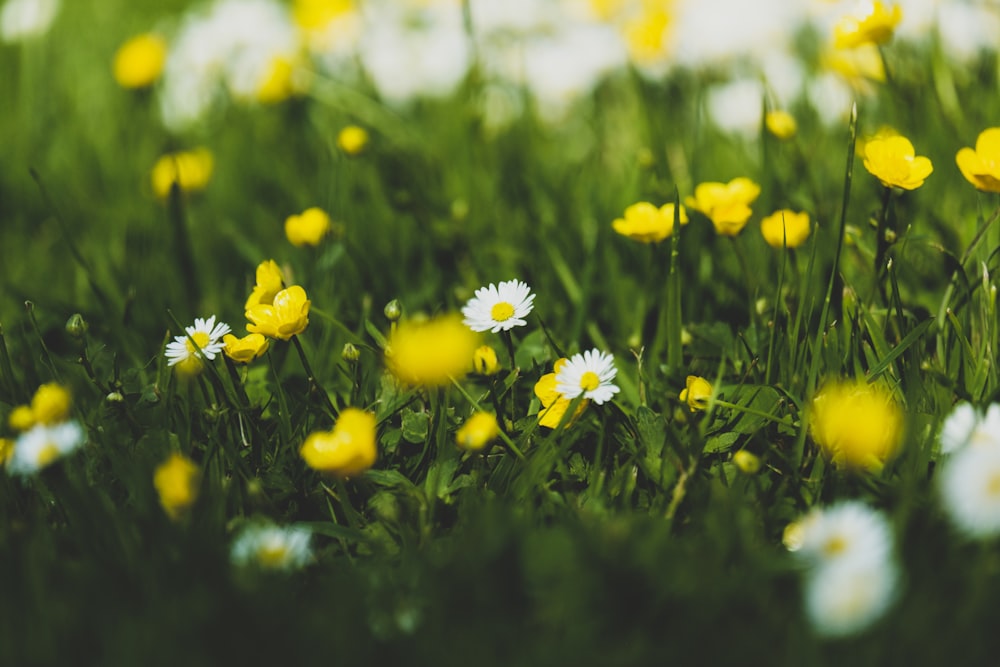 gelbe und weiße Blüten mit grünen Blättern