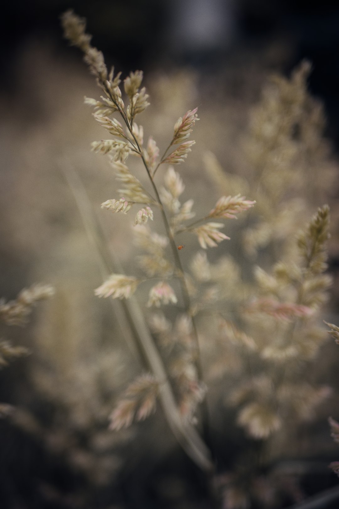 brown grass in close-up photo