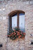 flower in window during daytime