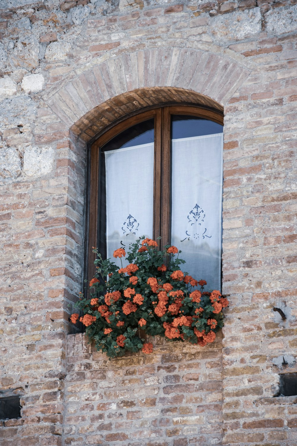 flower in window during daytime
