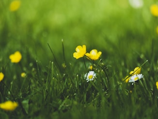 yellow petaled flower