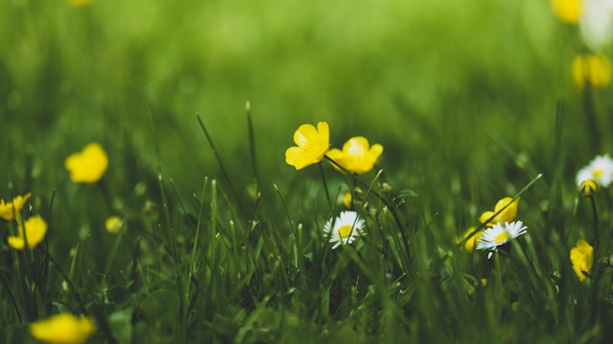 yellow petaled flower