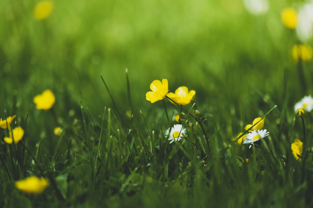 yellow petaled flower