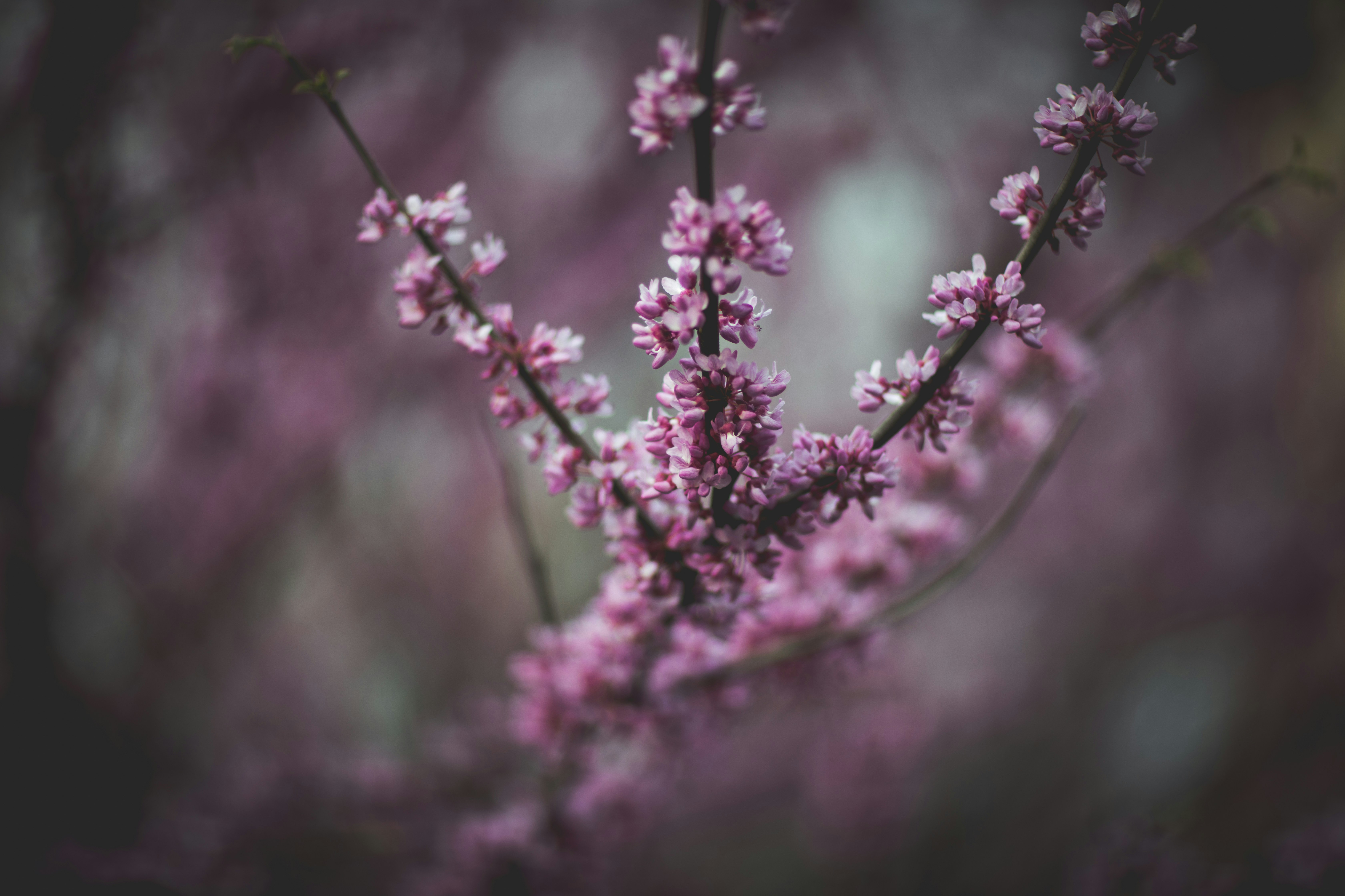 Photo by davidbabayan