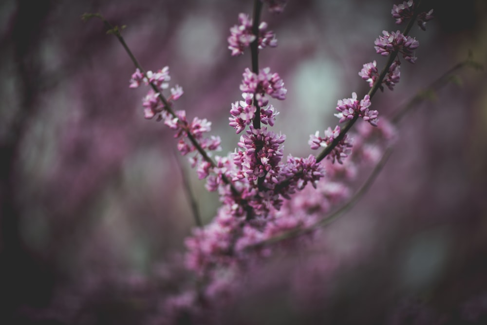 pink-petaled flower