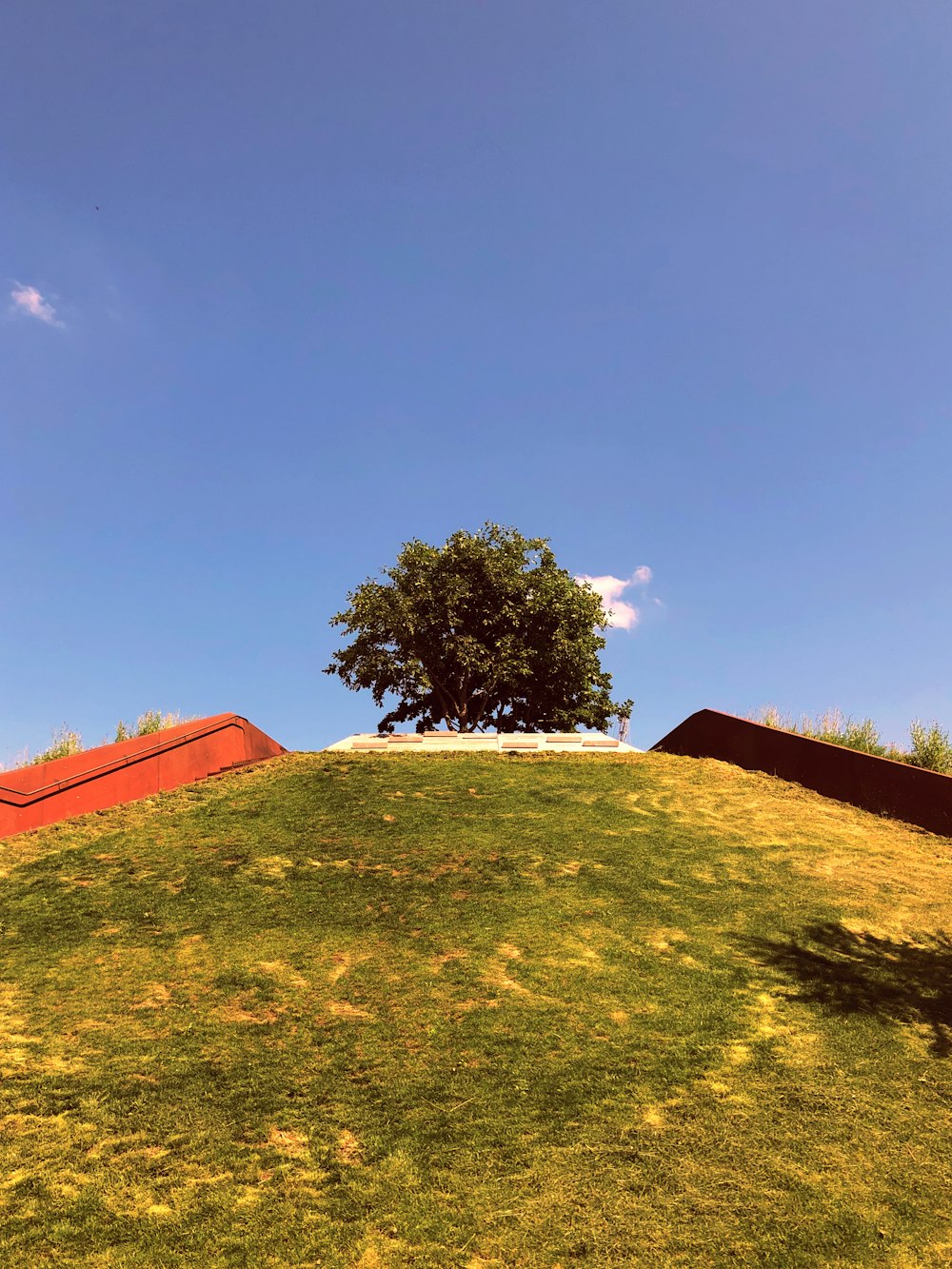 green and black tree under blue sky at daytime