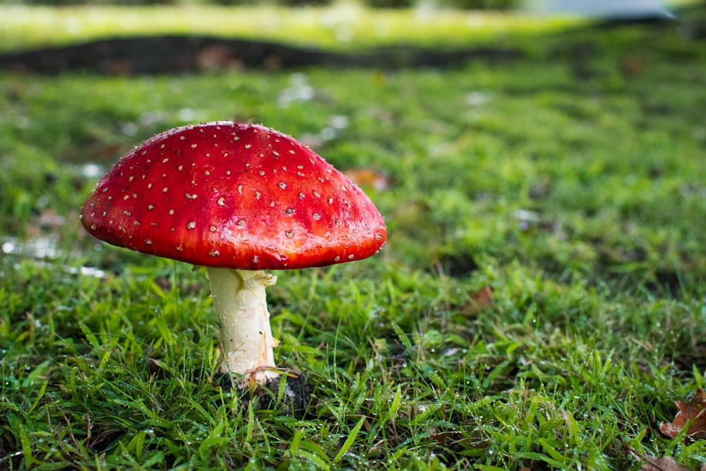 red and white mushroom on grass