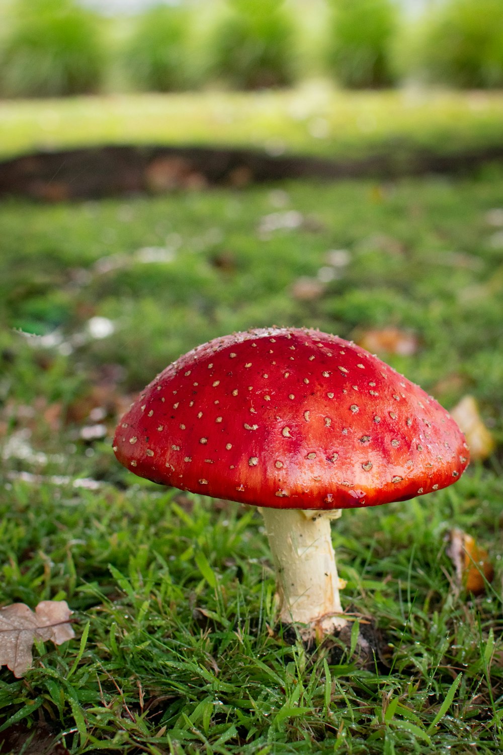 champignon rouge