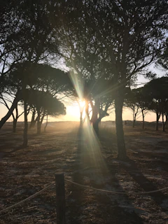 Sunlight filters softly through desert sagebrush at dawn, casting gentle shadows over the peaceful retreat grounds.