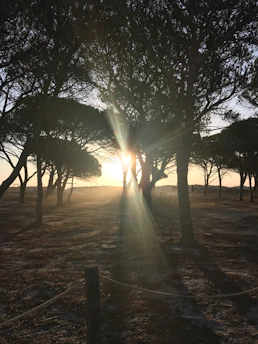 Sunlight filters softly through desert sagebrush at dawn, casting gentle shadows over the peaceful retreat grounds.