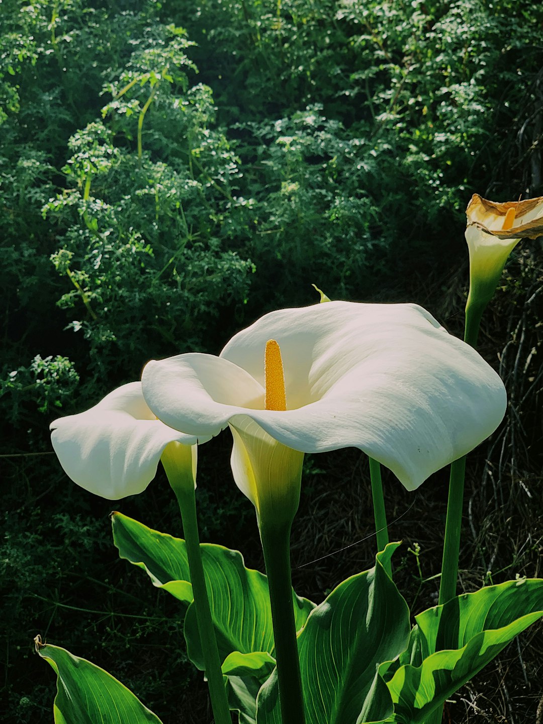 white flowers in bloom