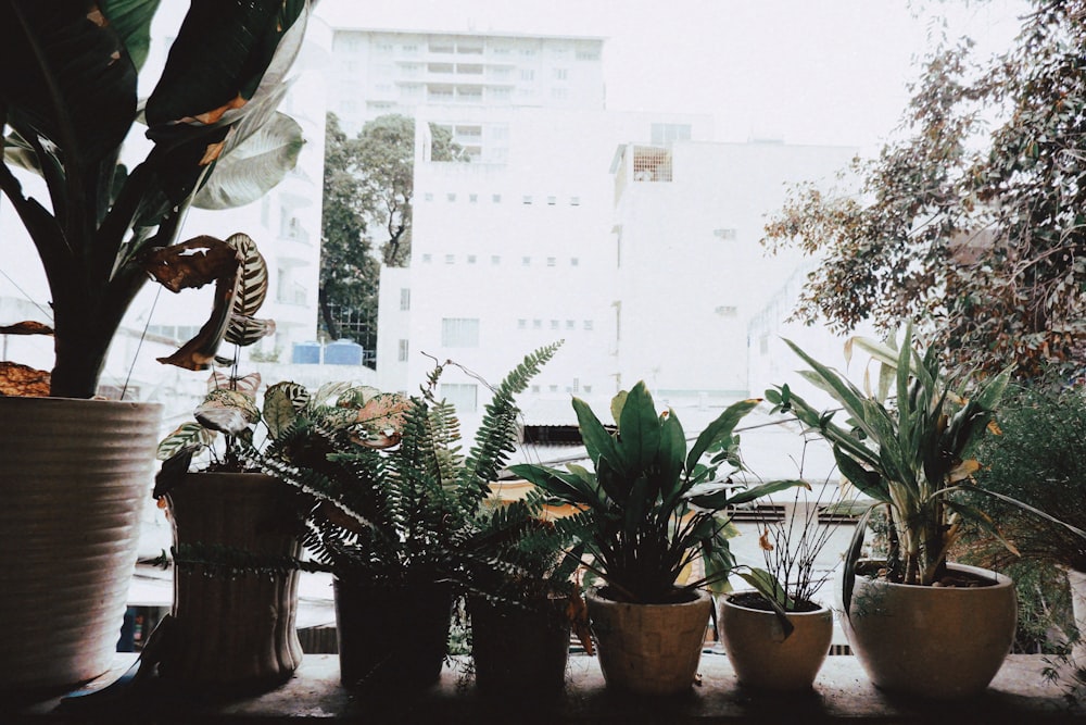 green plants in pots