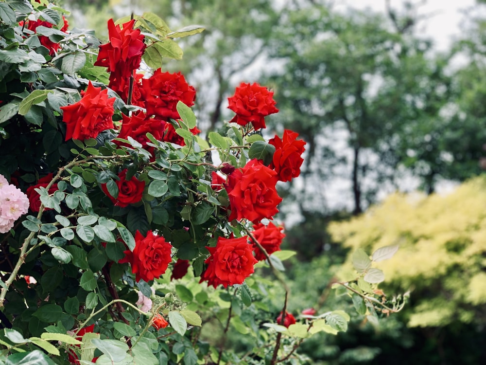 red petaled flower