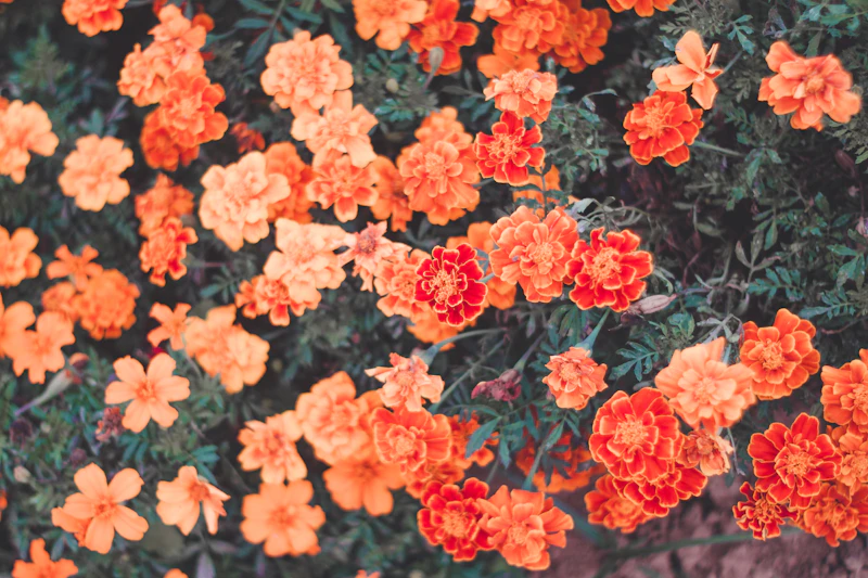 Orange marigold flowers with delicate petals in full bloom