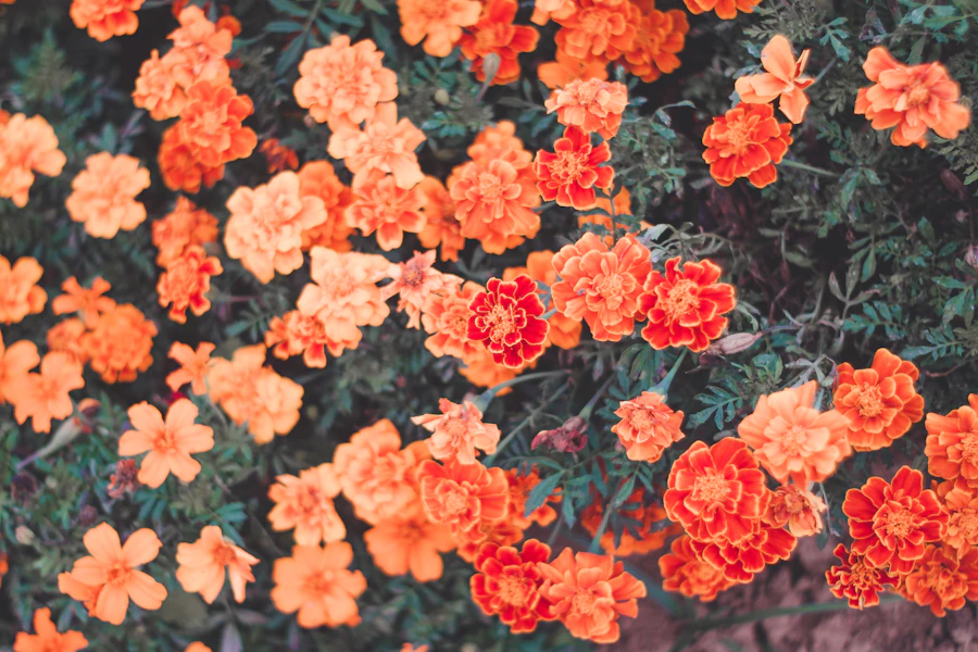 Fresh orange marigold flowers