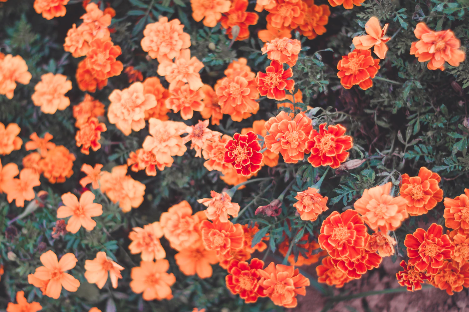 Fresh orange marigold flowers
