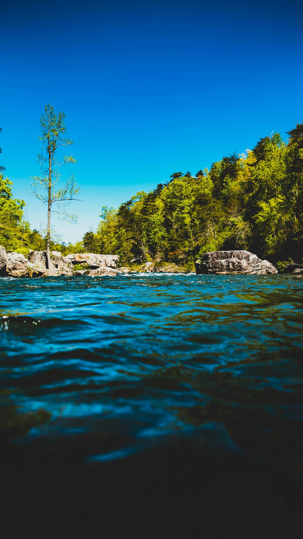 body of water near green trees