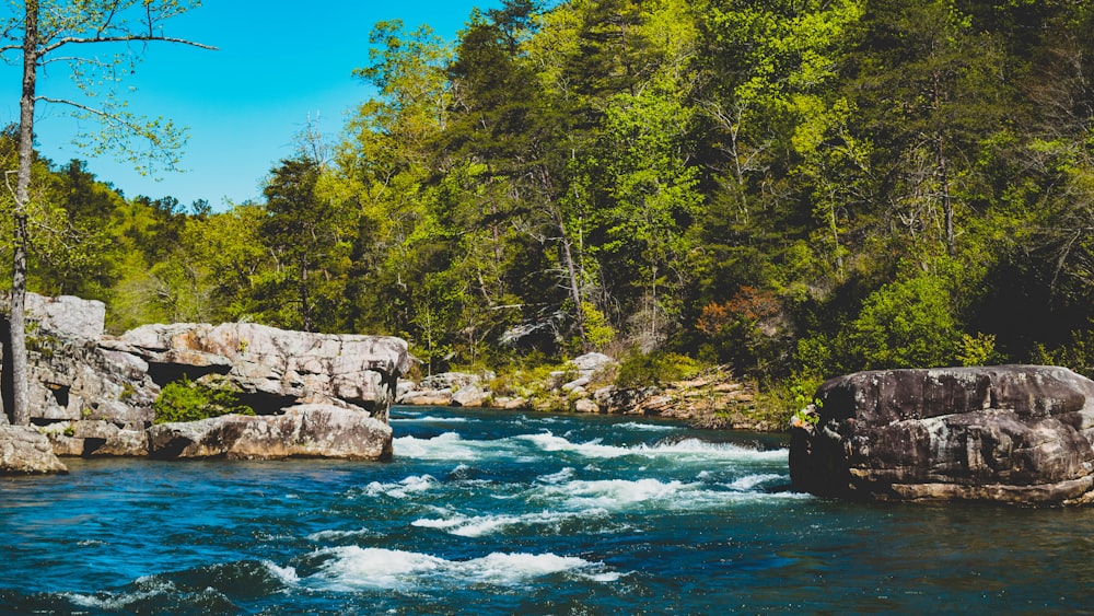 body of water with trees on side