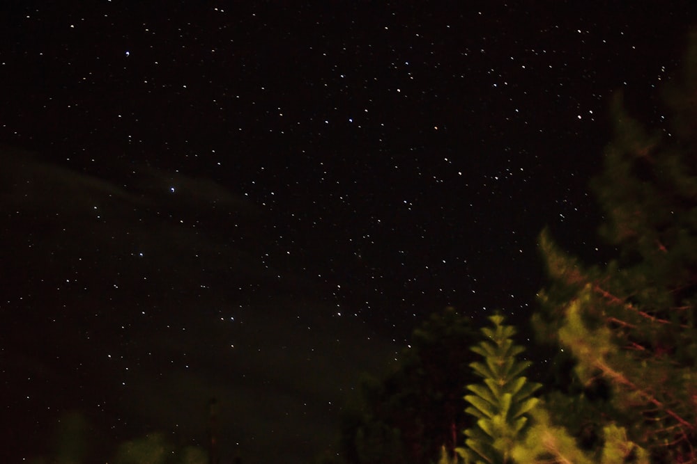 a night sky with stars and trees in the foreground