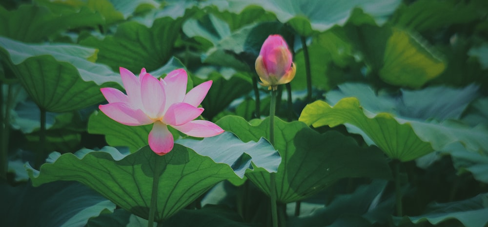 pink lotus flower