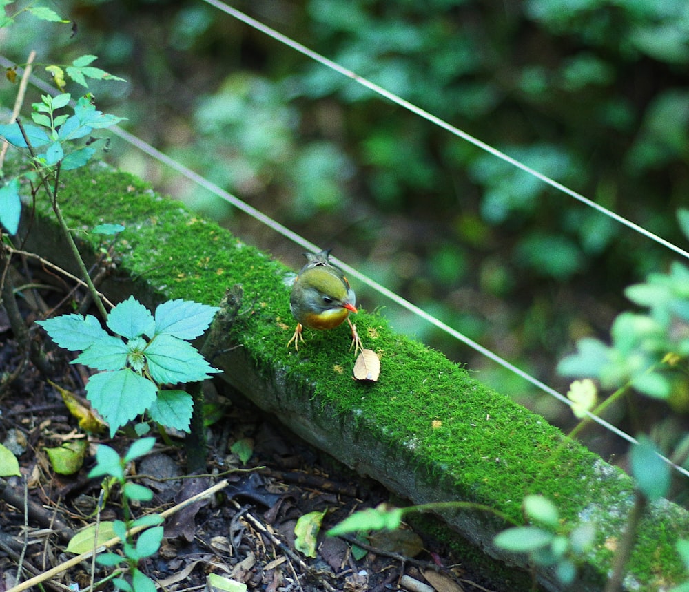 pássaro verde na superfície verde