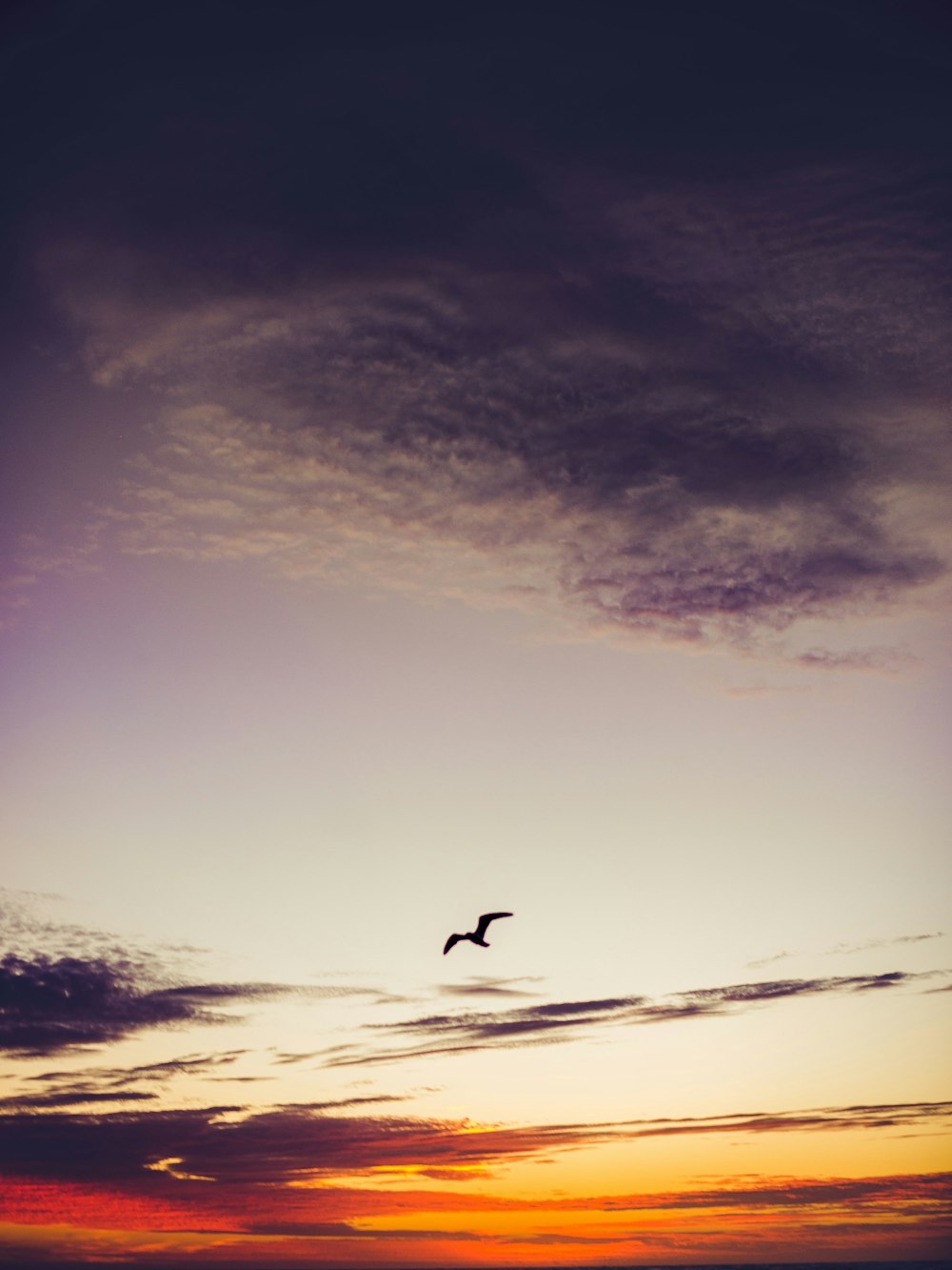 silhouette of flying bird