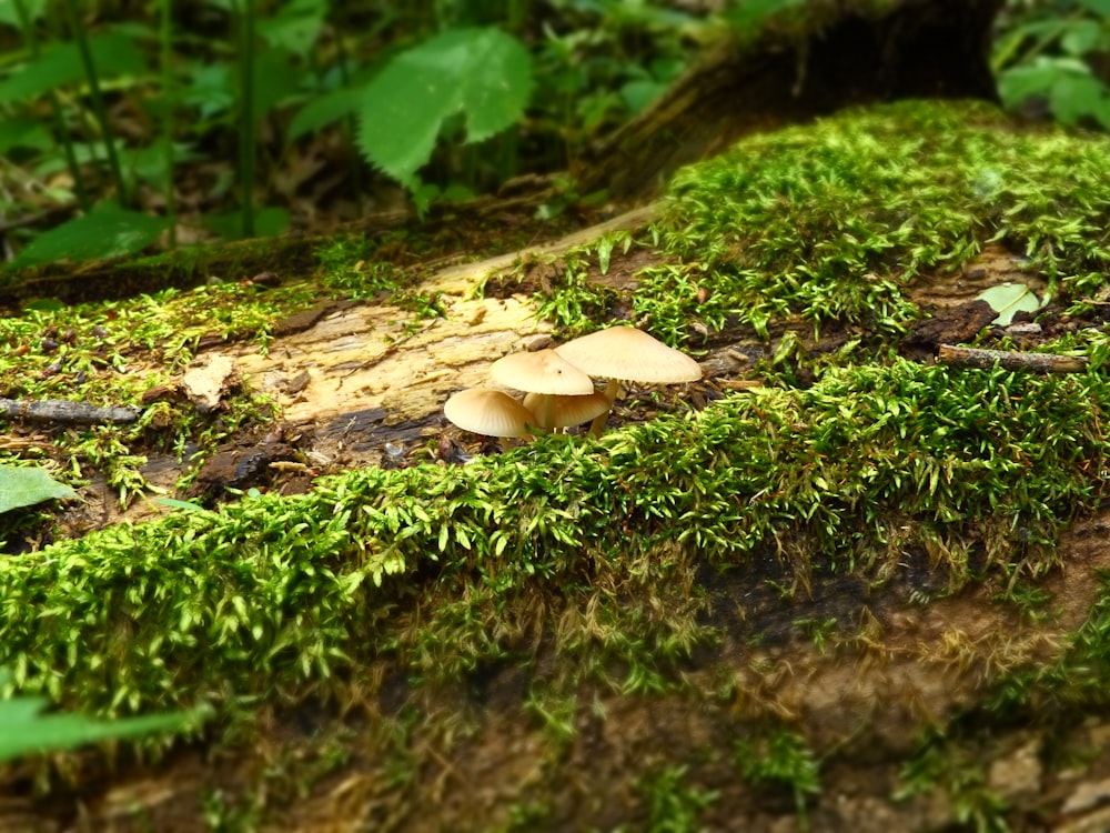 brown mushroom on moss during daytime