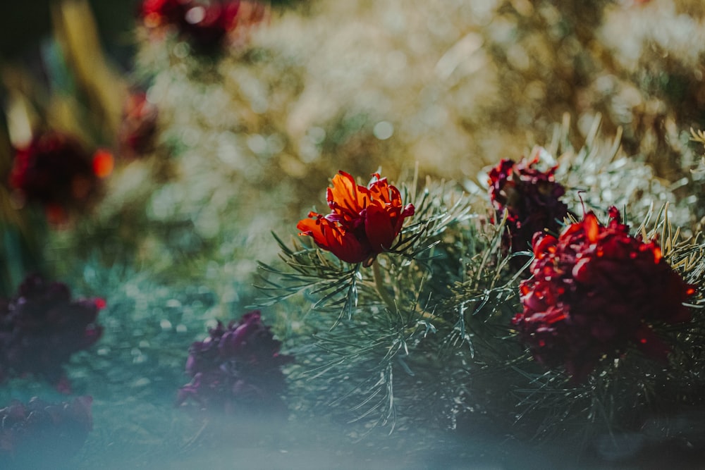 red-petaled flowers during day