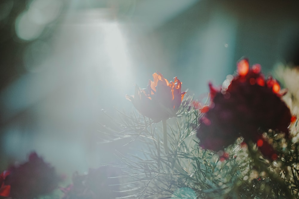 orange petaled flower