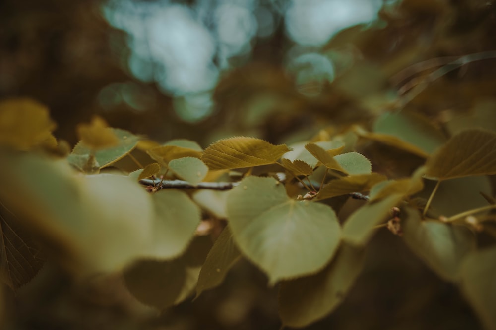 green leaves in selective-focus photography