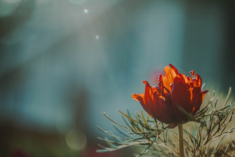 orange petaled flower