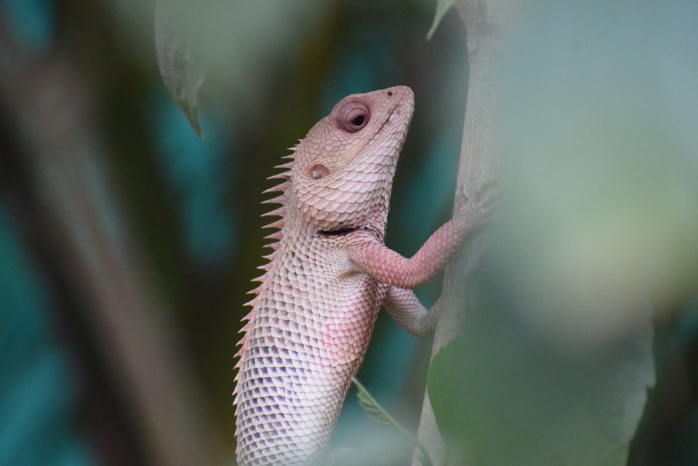 shallow focus photo of brown chameleon