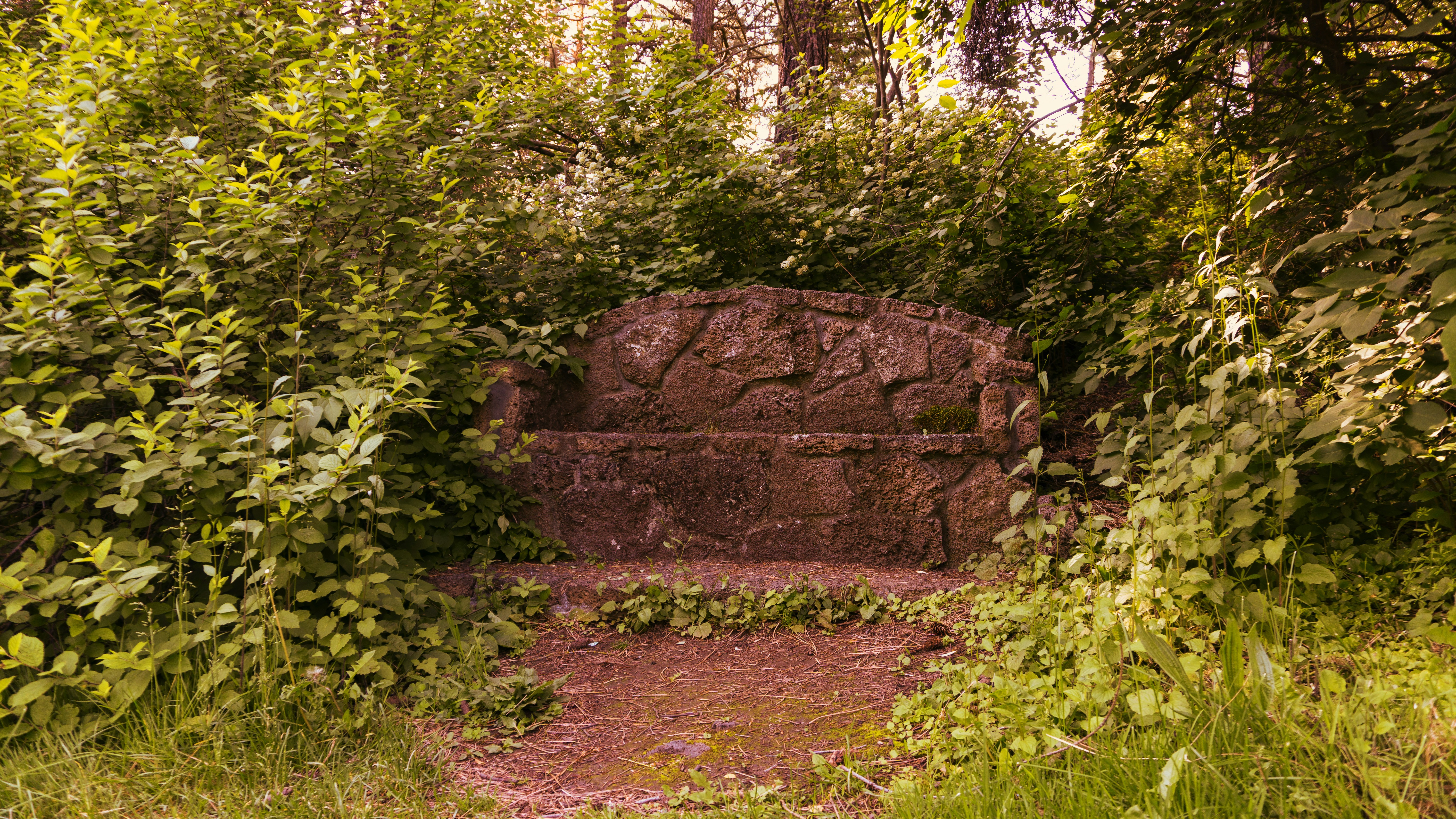 green plants growing near grey concrete wall photo – Free Bench Image