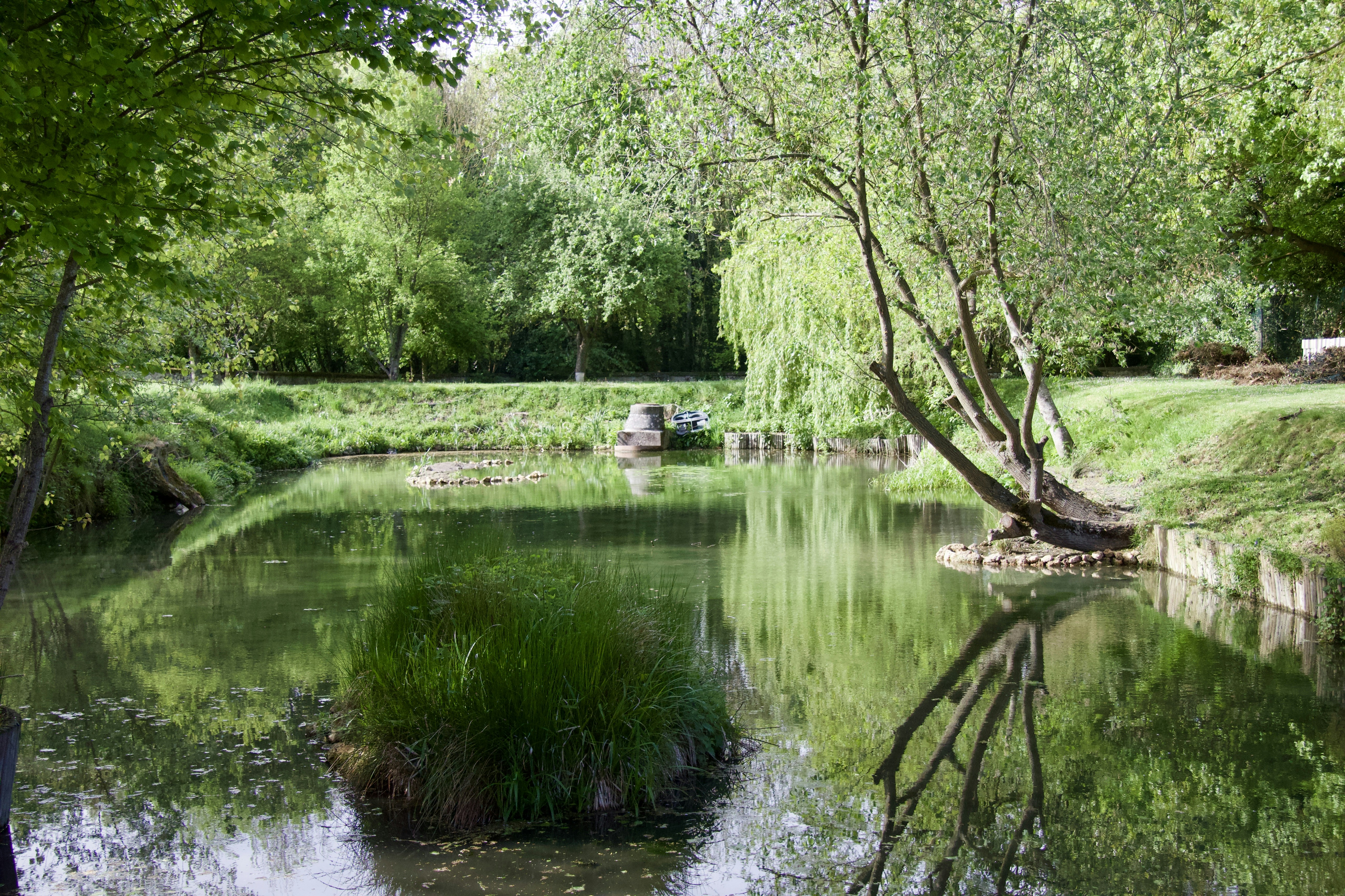 body of water near tree during daytime