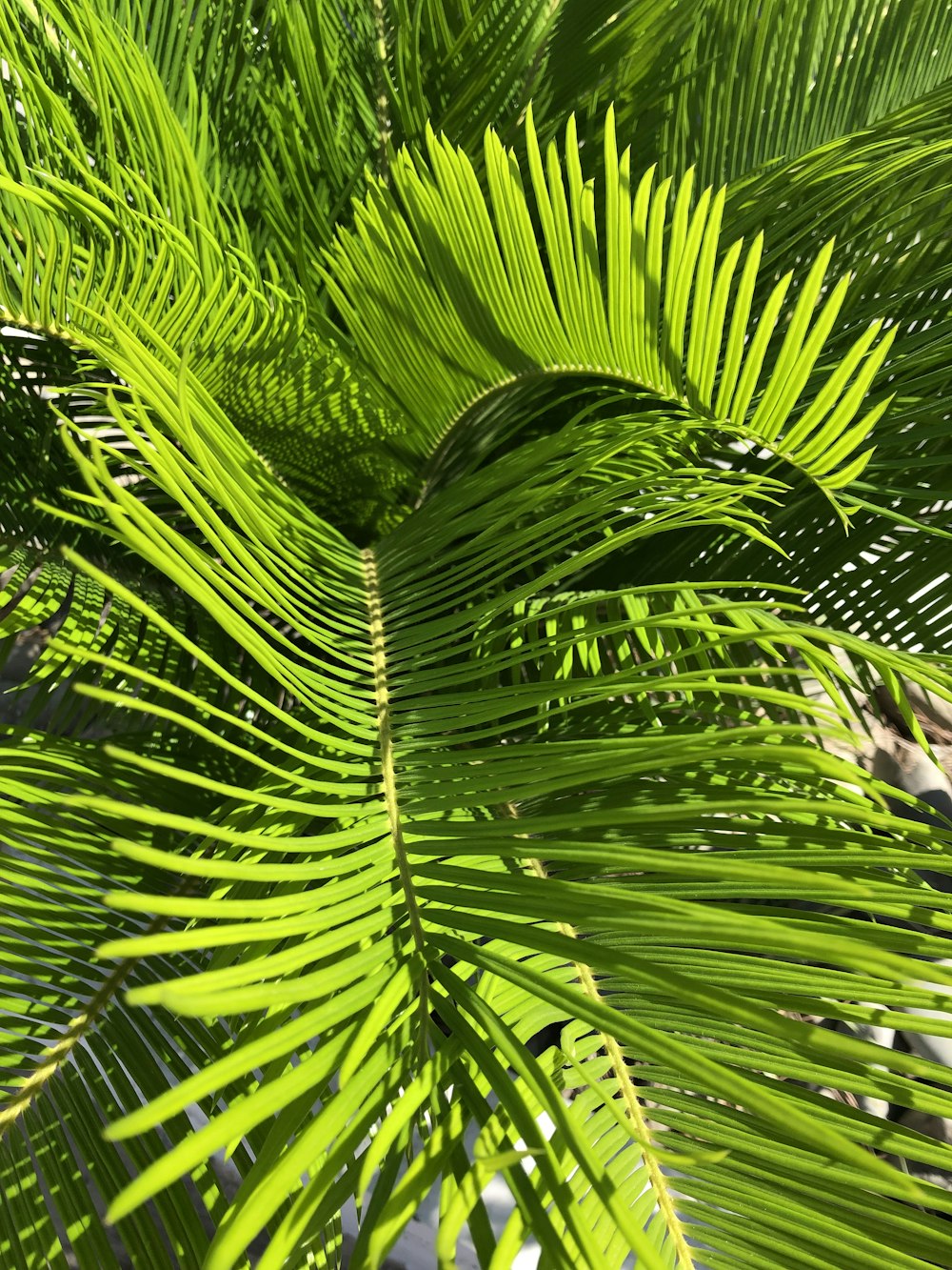 green fern leaf