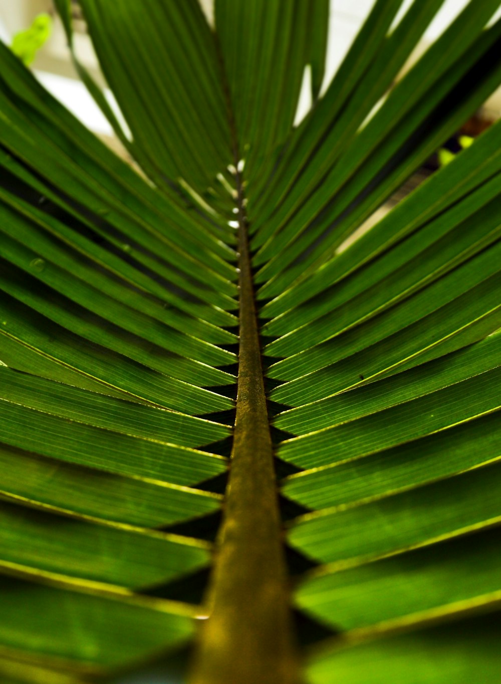 shallow focus photo of green leaves