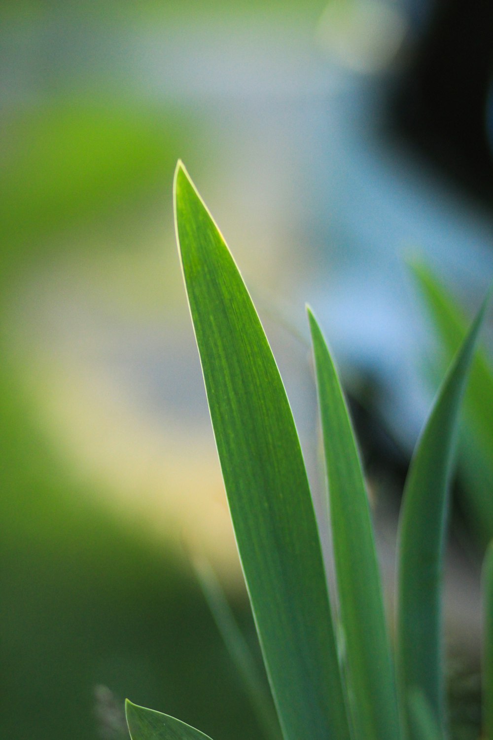 selective focus photography of green leaves