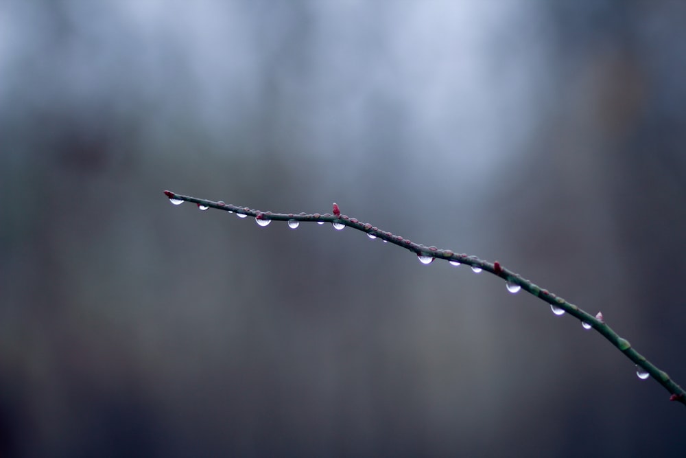 a branch with drops of water on it