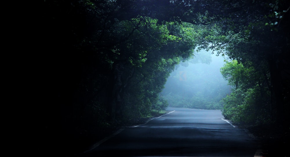 empty road between trees